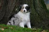 BERGER AUSTRALIEN PUPPIES 887